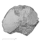 DV16-128 Homo sapiens navicular left distal