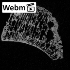 DV16-128 Homo sapiens navicular left ct stack movie
