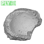 DV16-128 Homo sapiens navicular left ply