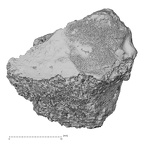 DV16-129 Homo sapiens cuboid right distal