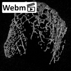 DV16-129 Homo sapiens cuboid right ct stack movie
