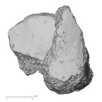 DV16-130 Homo sapiens medial cuneiform right distal