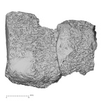 DV16-130 Homo sapiens medial cuneiform right medial