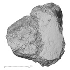 DV16-131 Homo sapiens medial cuneiform left dorsal