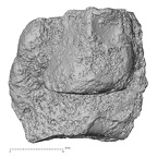 DV16-131 Homo sapiens medial cuneiform left lateral