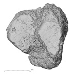 DV16-131 Homo sapiens medial cuneiform left plantar