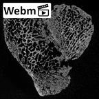 DV16-131 Homo sapiens medial cuneiform left ct stack movie