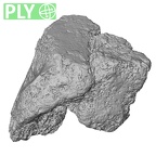 DV16-131 Homo sapiens medial cuneiform left ply