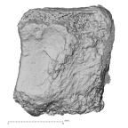 DV16-132 Homo sapiens intermediate cuneiform right lateral