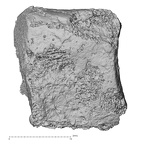 DV16-132 Homo sapiens intermediate cuneiform right medial
