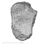 DV16-132 Homo sapiens intermediate cuneiform right proximal