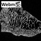 DV16-132 Homo sapiens intermediate cuneiform right ct stack movie