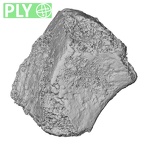 DV16-132 Homo sapiens intermediate cuneiform right ply