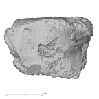 DV16-134 H. sapiens lateral cuneiform right