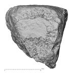 DV16-134 Homo sapiens lateral cuneiform right proximal