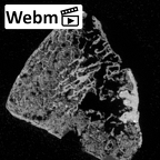 DV16-134 Homo sapiens lateral cuneiform right ct stack movie