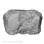 DV16-135 Homo sapiens lateral cuneiform left medial