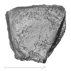 DV16-135 Homo sapiens lateral cuneiform left proximal