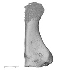 DV16-136 Homo sapiens metatarsal first right lateral