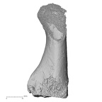 DV16-136 Homo sapiens metatarsal first right medial