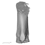 DV16-136 H. sapiens metatarsal first right