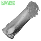 DV16-136 Homo sapiens metatarsal first right ply