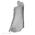 DV16-137 Homo sapiens metatarsal first left lateral
