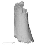 DV16-137 Homo sapiens metatarsal first left medial