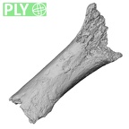 DV16-137 Homo sapiens metatarsal first left ply