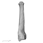 DV16-138 Homo sapiens metatarsal second right lateral