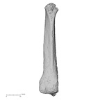 DV16-138 Homo sapiens metatarsal second right medial