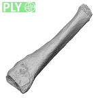 DV16-138 Homo sapiens metatarsal second right ply