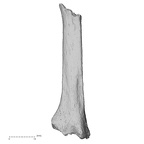 DV16-139 Homo sapiens metatarsal second left lateral
