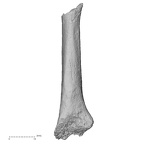 DV16-139 Homo sapiens metatarsal second left medial