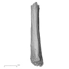DV16-139 H. sapiens metatarsal second left