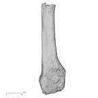 DV16-140 Homo sapiens metatarsal third right lateral