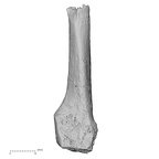DV16-140 Homo sapiens metatarsal third right medial