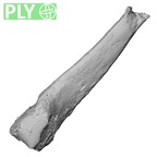 DV16-140 Homo sapiens metatarsal third right ply