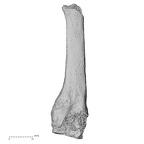 DV16-141 Homo sapiens metatarsal third left lateral