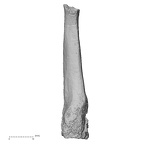 DV16-141 Homo sapiens metatarsal third left plantar