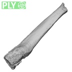 DV16-141 Homo sapiens metatarsal third left ply