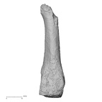 DV16-142 Homo sapiens metatarsal fourth right medial