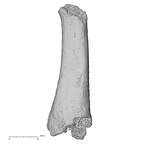 DV16-143 Homo sapiens metatarsal fourth left lateral