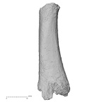 DV16-143 Homo sapiens metatarsal fourth left medial