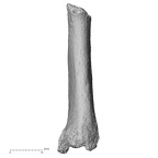 DV16-143 Homo sapiens metatarsal fourth left plantar