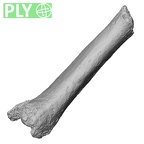 DV16-143 Homo sapiens metatarsal fourth left ply