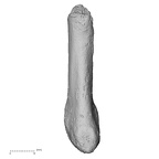 DV16-144 Homo sapiens metatarsal fifth right lateral