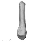 DV16-144 Homo sapiens metatarsal fifth right medial