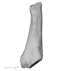 DV16-144 Homo sapiens metatarsal fifth right plantar