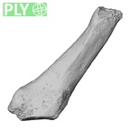 DV16-144 Homo sapiens metatarsal fifth right ply